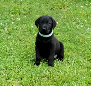 Coolwaters Trump QAA x SFR Nova (NAFC FC AFC Legend daughter) 