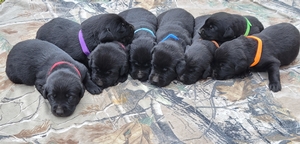 FC AFC Coolwaters Trump x Southern Flight's Sugar