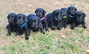 FC AFC Coolwaters Trump x Southern Flight's Sugar