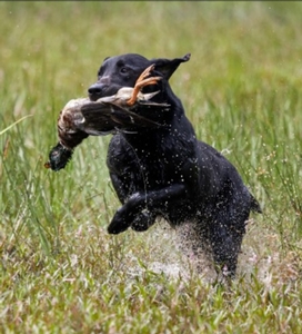 GRHRCH Tiger MH QAA x Southern Flight's Mally (Daughter of NFC AFC Mickey)