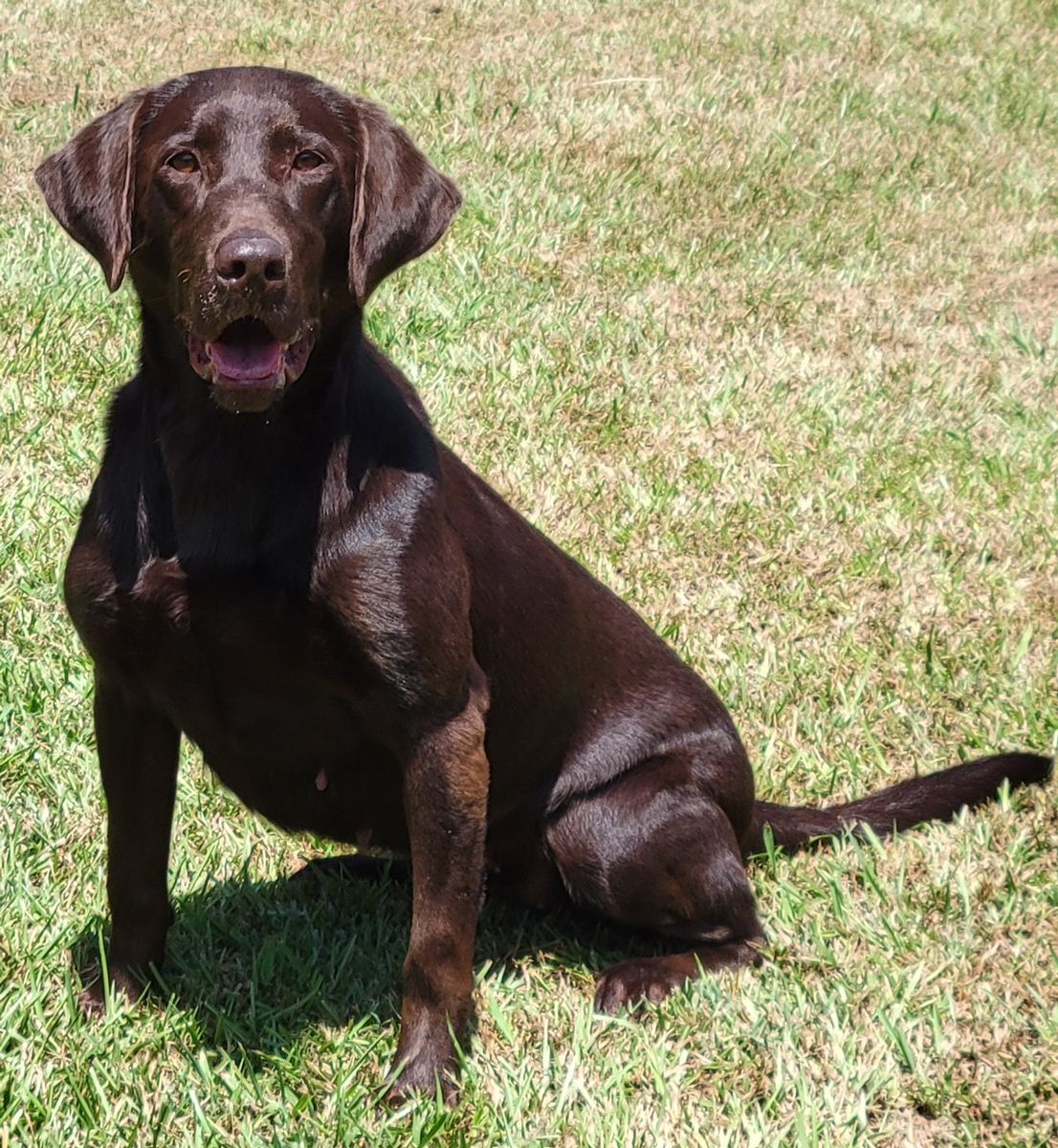 american chocolate lab