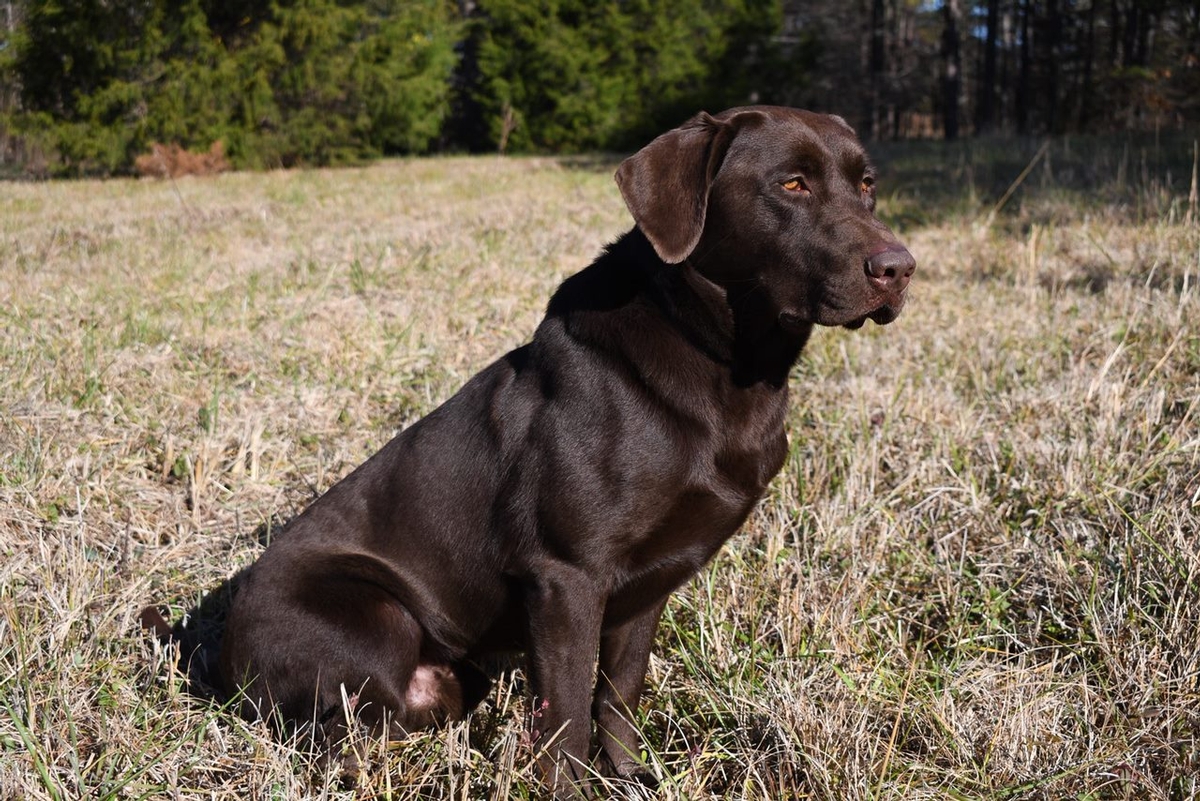 American labrador hot sale puppies for sale