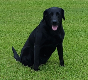 HRCH GPs Cut A Lean Grade Of Pepper