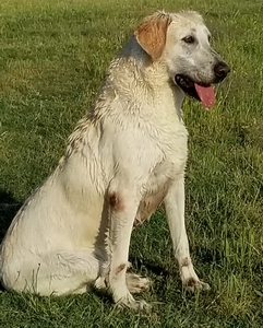 Moonstones Cool Beans MH