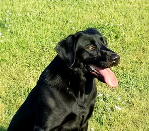 SHR Black Magic Potion Of RFC 