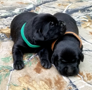 NAFC FC AFC Coolwaters Hawkeye Legend & SHR Black Magic Potion of RFC 