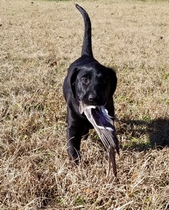 NAFC FC AFC Coolwaters Hawkeye Legend & Moonstones Cool Beans MH