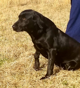 SHR Black Magic Potion of RFC 