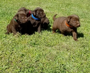 Coolwaters Bad Bad Leroy Brown QAA MH MNH x SHR Black Magic Potion of RFC (Coolwater Kennel Lineage Litter)