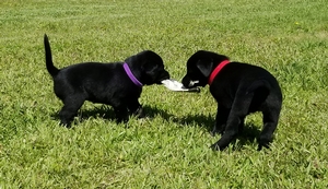 NFC FC AFC Hunter Runs Boo Boo x Biggs MH 