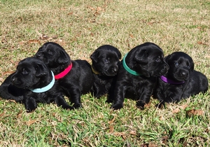 Coolwaters Trump QAA x SHR Maggie