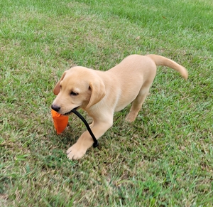 SRSAC GRHRCH(4) UH Chaos HOF MH x HRCH Maya MH