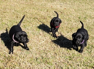 Coolwaters Trump QAA x Southern Flight Mally (FC AFC Coolwaters Ready x 16' NFC Mickey) 