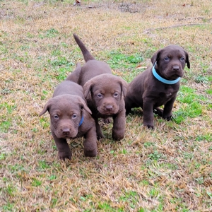 Coolwaters Rooster x Biggs MH 