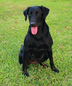 FC AFC Coolwaters Trump QAA x Southern Flight's Belle (NFC FC Mighty Mouse x FC AFC Tuck and Roll Linaege)