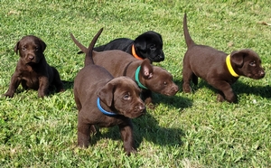 Coolwaters Rooster x Southern Flight's Mally (Daughter of NFC AFC Mickey)