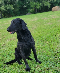 Southern Flight's Bill's Little Bailey HR