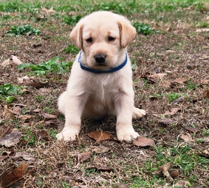 HRCH Otis MH (Son of 6xGRHRCH UH Chaos MH HOF) x Southern Flight's Bailey HR 