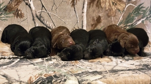 Coolwaters Rooster x SFR Mally (daughter of NFC Windy City Mighty Mouse)