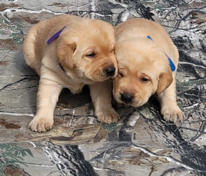 4XGRHRCH Berry (FC AFC Rebel With a Cause) x SFR Annie