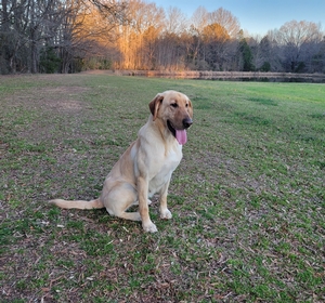 SFR Josie - Adult Female For Sale