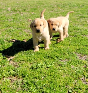 4XGRHRCH Berry (FC AFC Rebel With a Cause) x SFR Annie