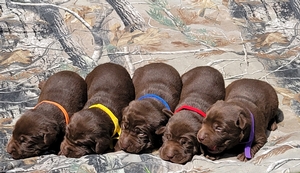 Coolwaters Rooster x SFR Magic