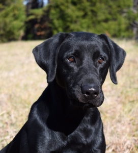 FC AFC Coolwaters Trump x HR SFR Bailey 