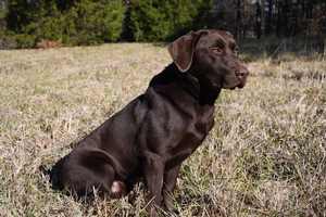 Coolwaters Rooster x SFR Mally (daughter of NFC Windy City Mighty Mouse)