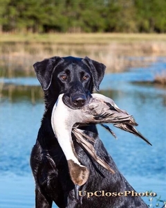 '16 NFC AFC Windy City Mighty Mouse