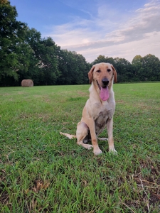 SFR Josie - Adult Female For Sale