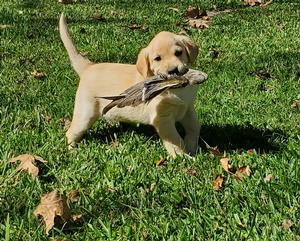 NAFC FC AFC Coolwaters Legend x HRCH Rebel In Maya Genes 