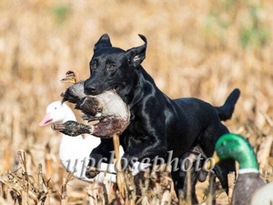 GRHRCH(6) UH Gus MH MNH QA2 