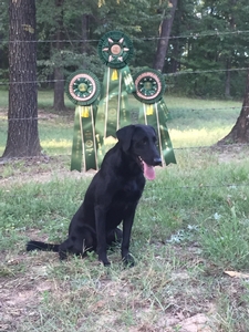 HRCH Sloan's Elegant Thunder Ruby MH 