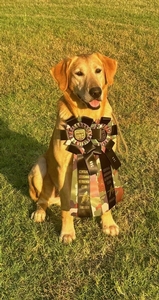 4XGRHRCH Berry (FC AFC Rebel With a Cause) x SFR Annie