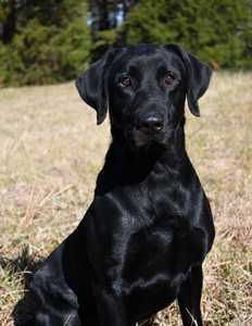 Coolwaters Trump QAA 