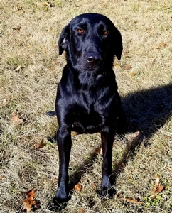 Southern Flight's Nova