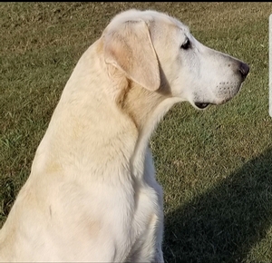 Moonstones Cool Beans MH 