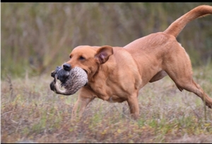 GRHRCH UH Chaos MH x HRCH Ruby MH 