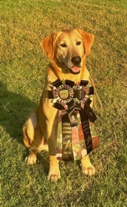 6xGRHRCH HOF Berry MH x SFR Bella MH (Daughter of FC AFC Rimfire's Once Inna Blue Moon